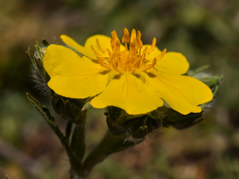 Potentilla reuteri.05