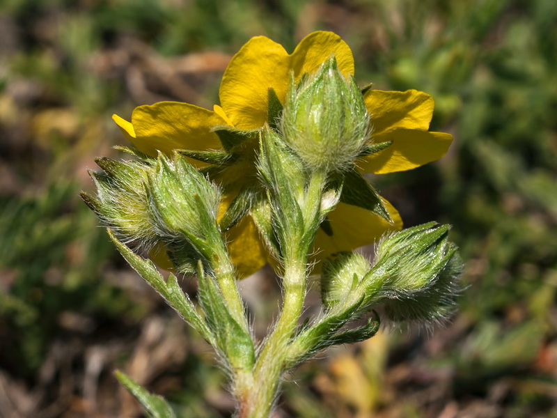 Potentilla reuteri.08