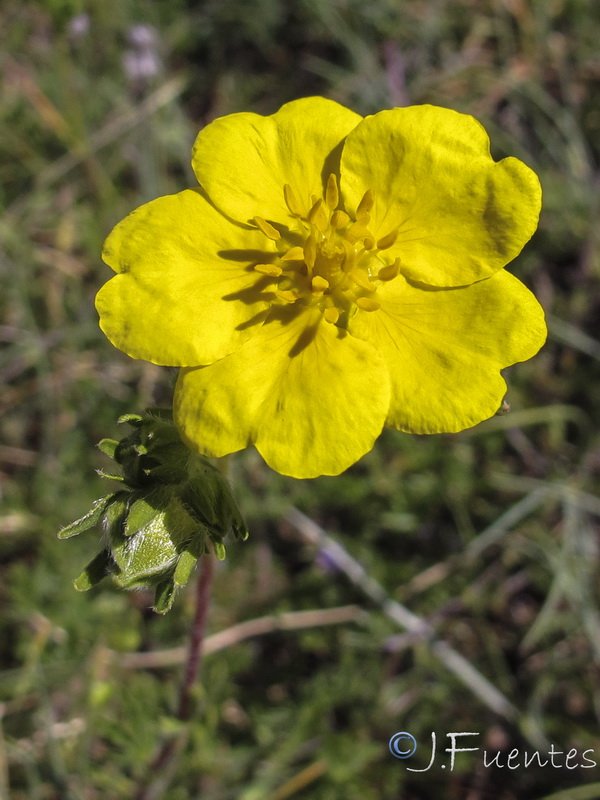 Potentilla reuteri.16