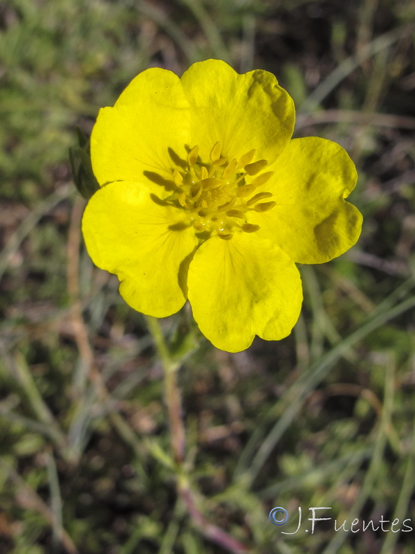 Potentilla reuteri.17