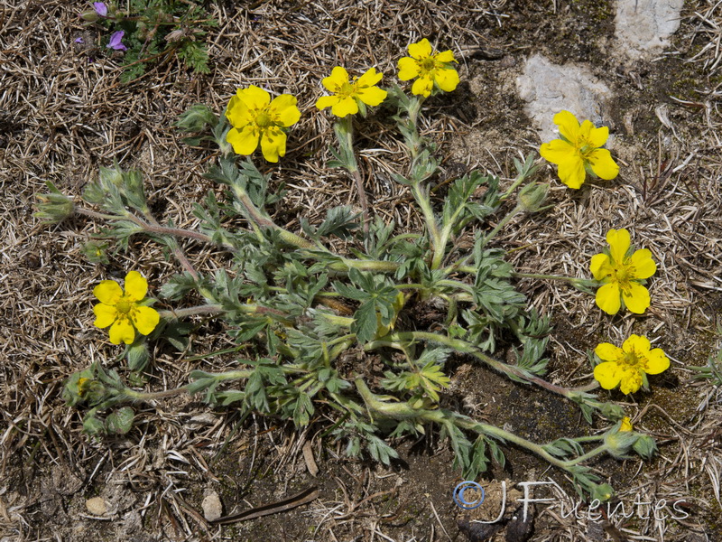 Potentilla reuteri.09