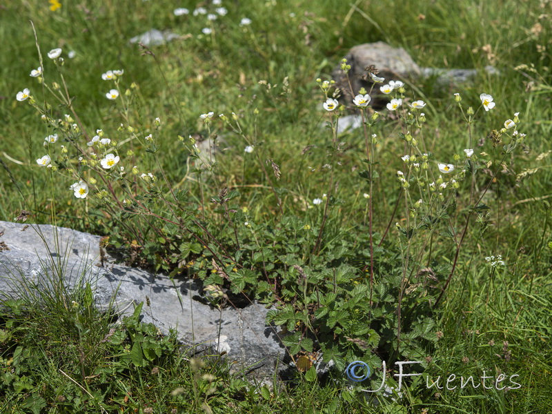 Potentilla rupestris.04