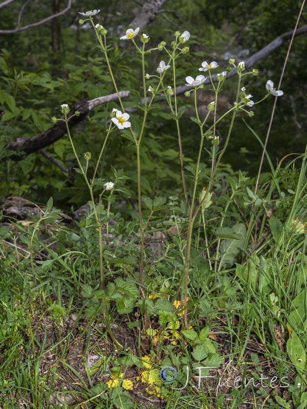 Potentilla rupestris.06