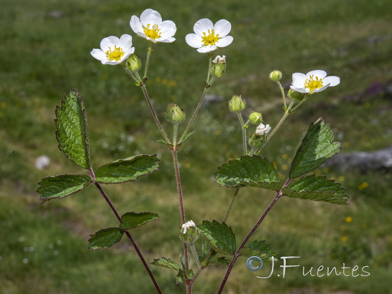 Potentilla rupestris.10