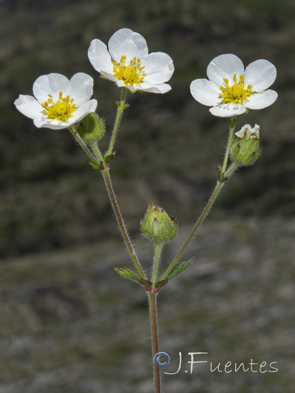 Potentilla rupestris.12