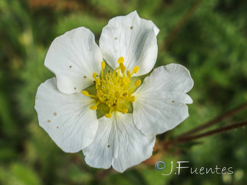 Potentilla rupestris.14