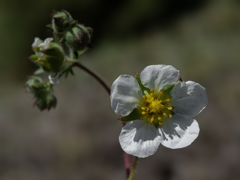 Potentilla rupestris.14