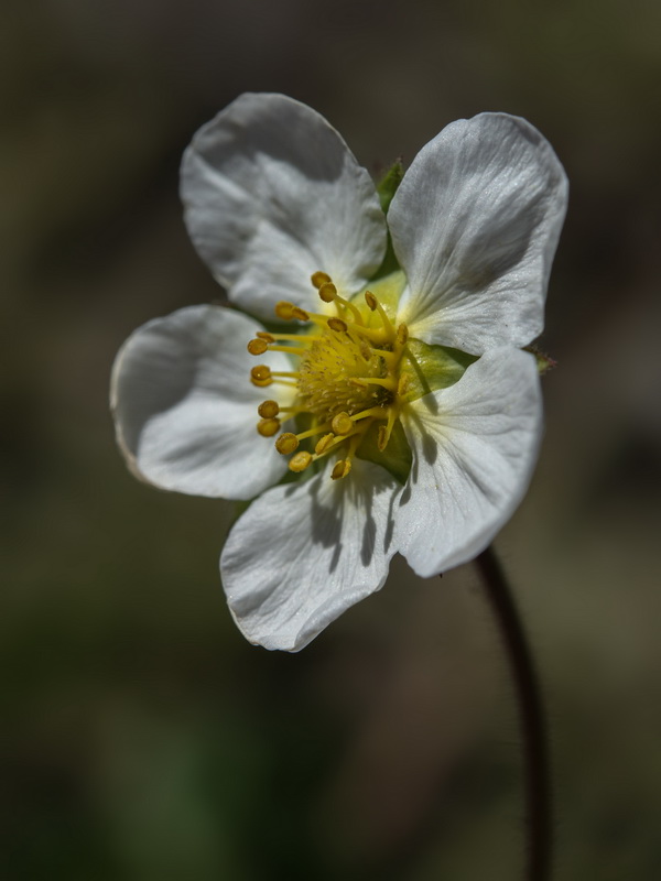 Potentilla rupestris.25