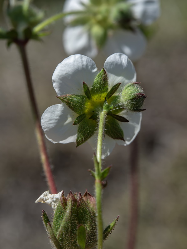 Potentilla rupestris.26