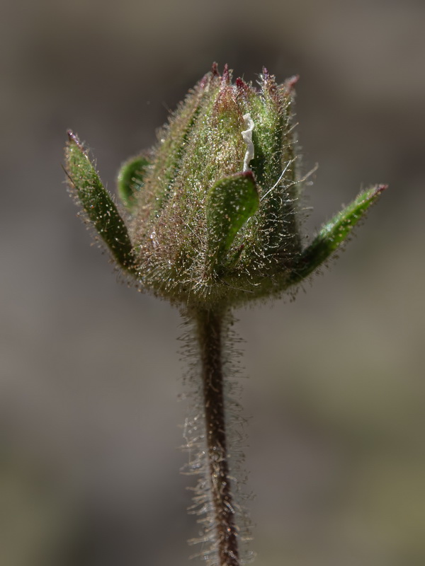 Potentilla rupestris.27