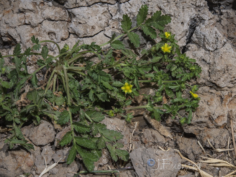 Potentilla supina.01