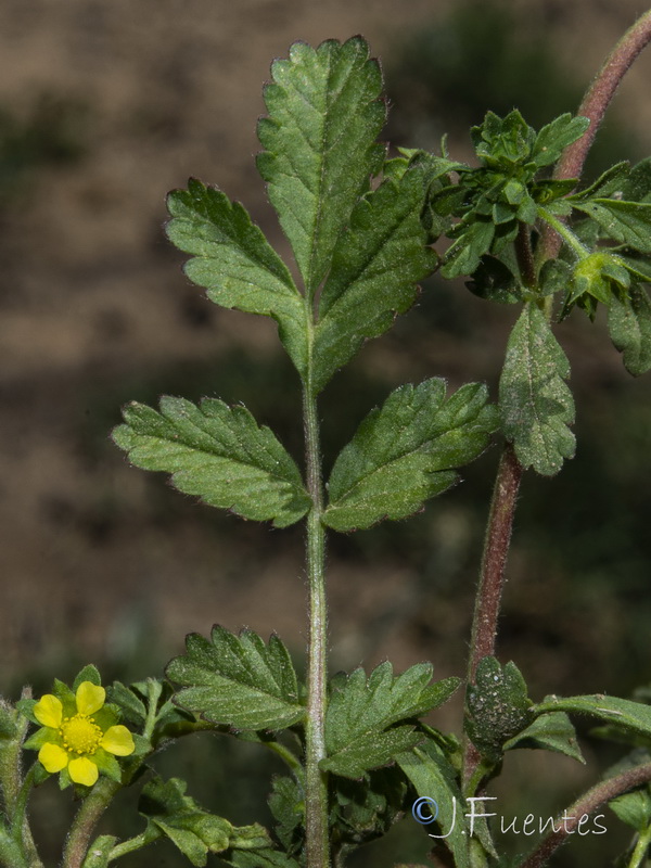 Potentilla supina.05