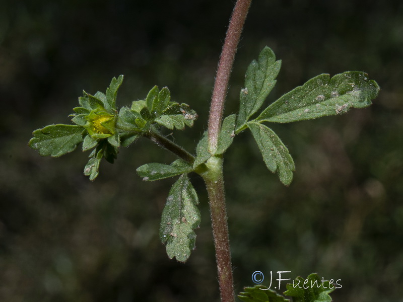 Potentilla supina.06