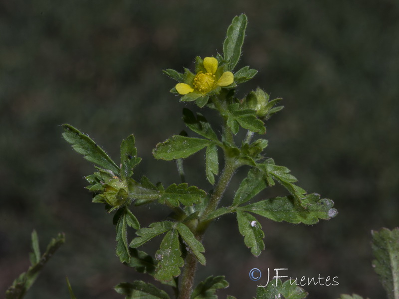 Potentilla supina.07