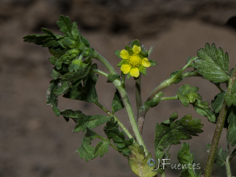 Potentilla supina.08