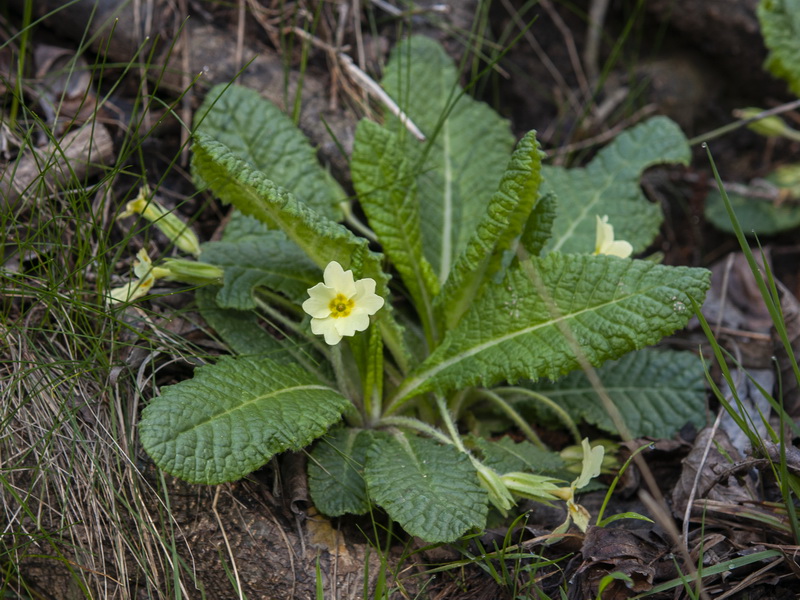 Primula acaulis.01