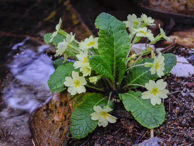 Primula acaulis.02