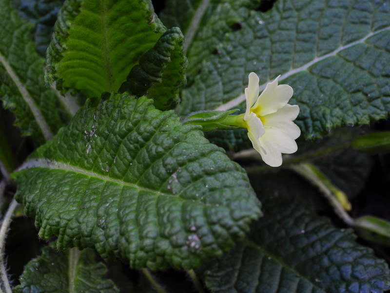 Primula acaulis.03