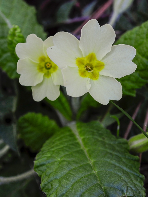 Primula acaulis.05
