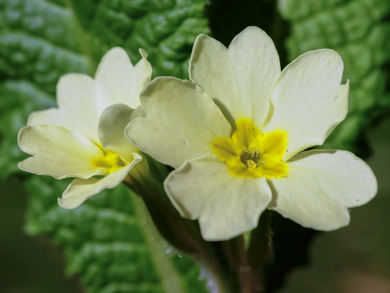 Primula acaulis.06