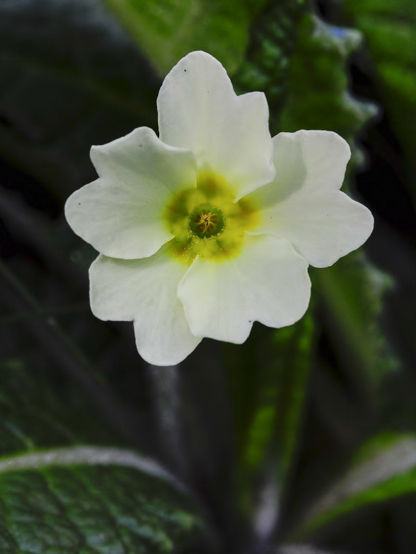 Primula acaulis.08