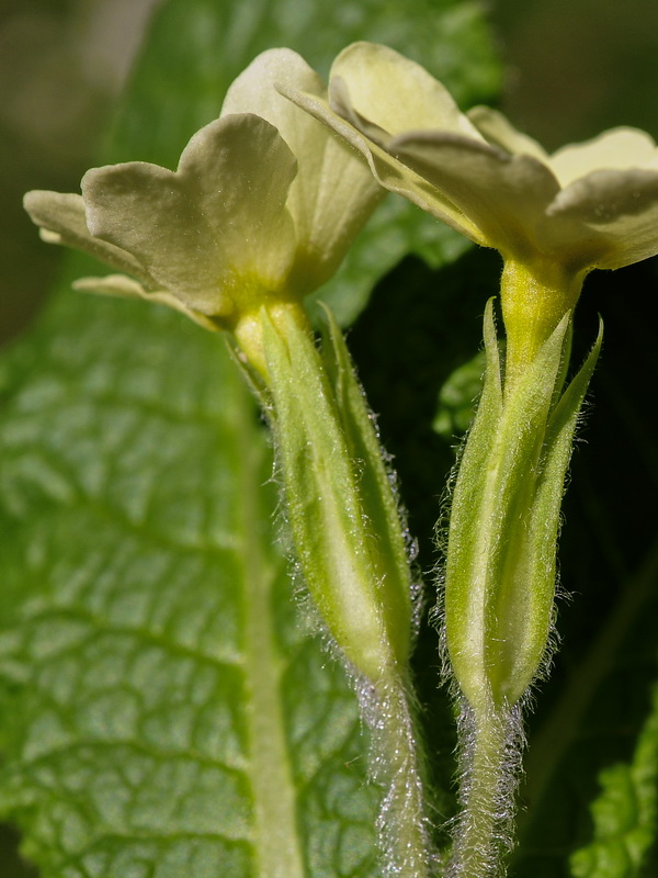 Primula acaulis.09