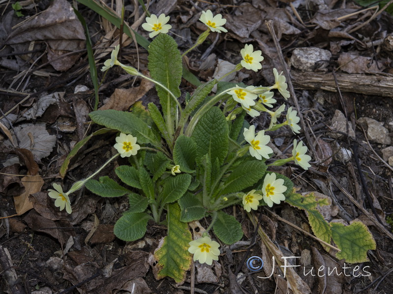 Primula acaulis.11