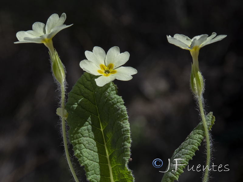 Primula acaulis.12