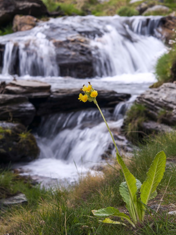 Primula elatior lofthousei.02