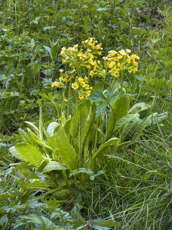 Primula elatior lofthousei.03