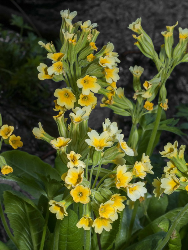Primula elatior lofthousei.07