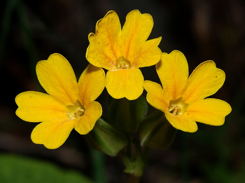 Primula elatior lofthousei.08