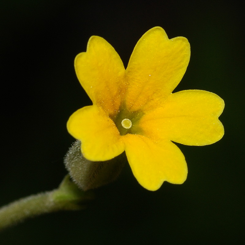 Primula elatior lofthousei.09