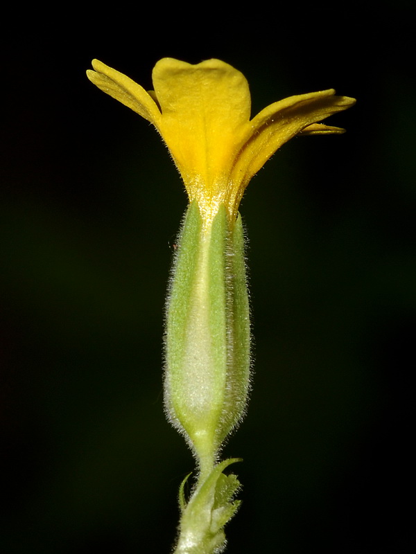 Primula elatior lofthousei.10