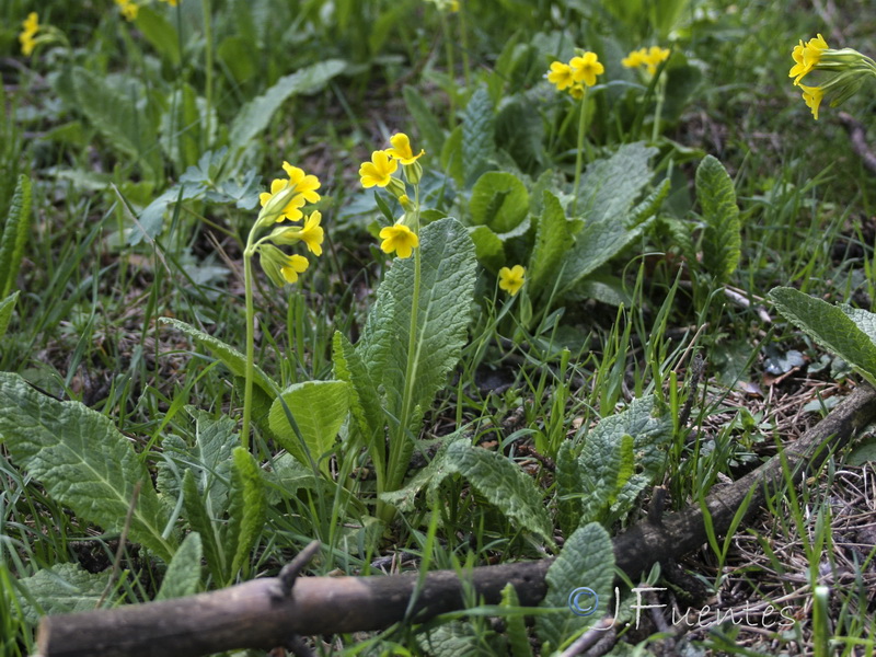 Primula elatior lofthousei.13