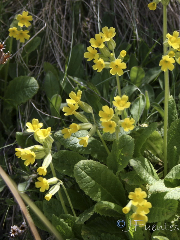 Primula elatior lofthousei.14