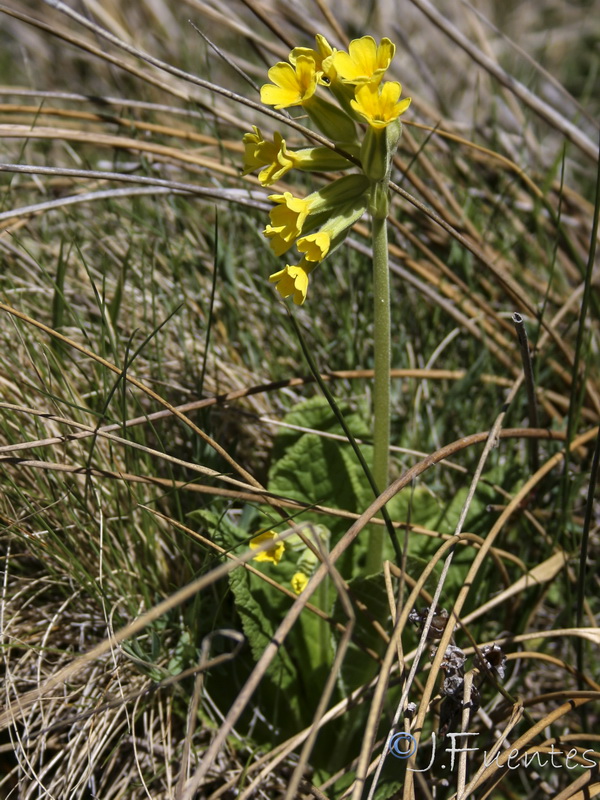 Primula elatior lofthousei.16