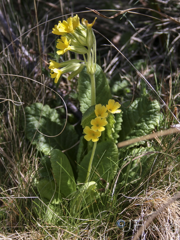 Primula elatior lofthousei.17
