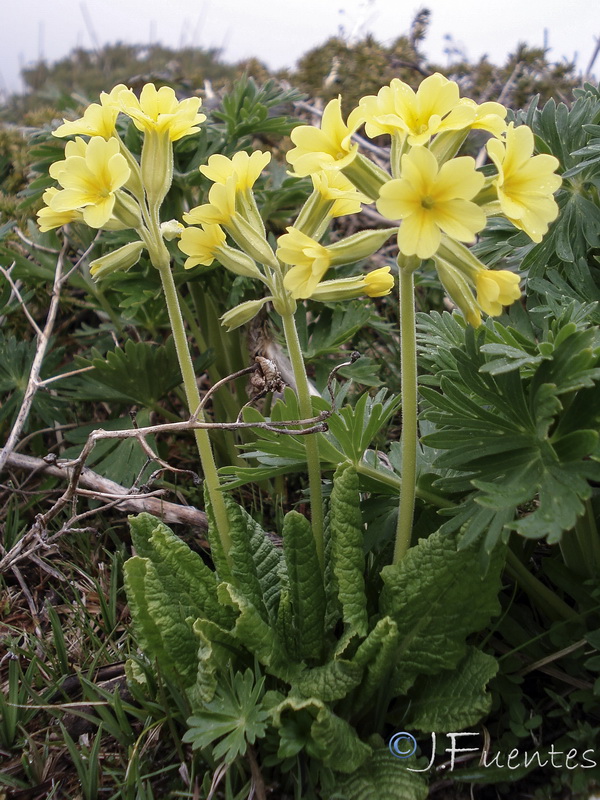 Primula elatior lofthousei.18