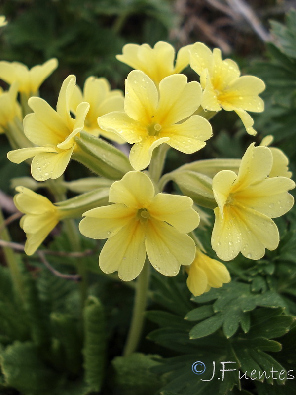 Primula elatior lofthousei.19