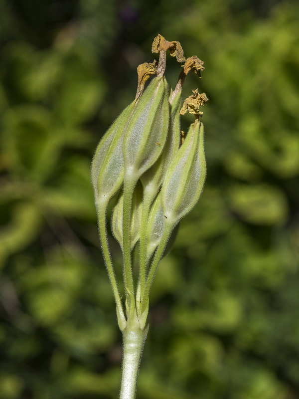 Primula elatior lofthousei.21