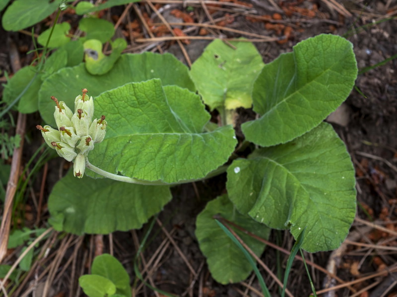 Primula veris columnae.01