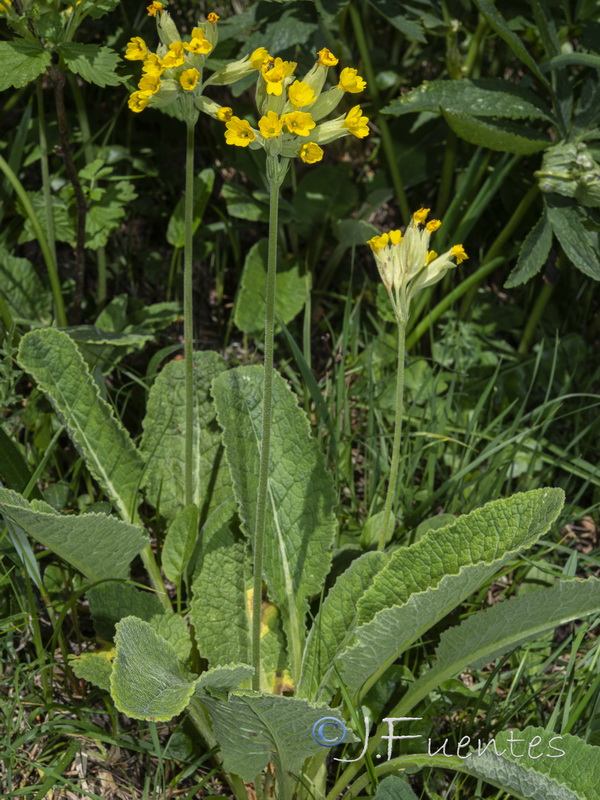 Primula veris veris.01