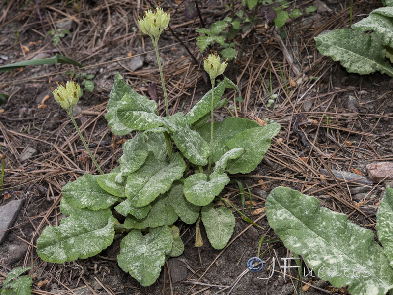 Primula veris veris.02