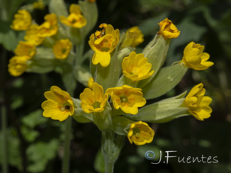 Primula veris veris.05