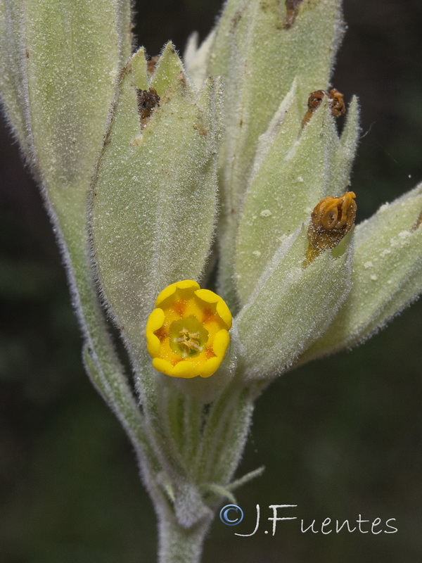 Primula veris veris.06