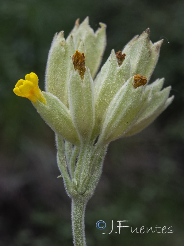 Primula veris veris.07