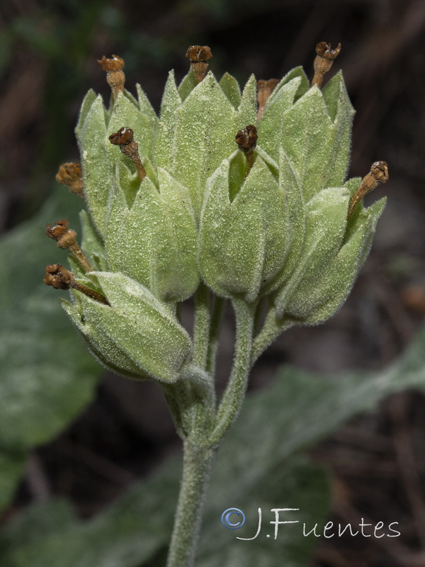 Primula veris veris.08