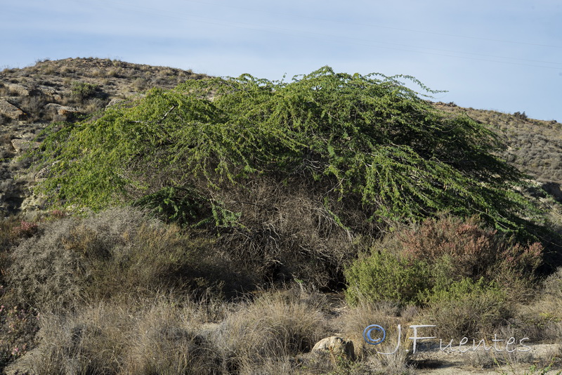 Prosopis juliflora.01
