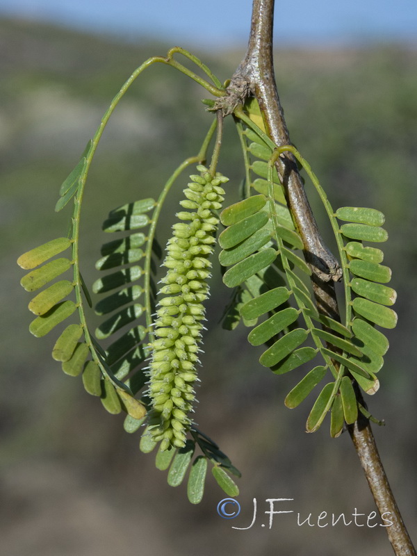 Prosopis juliflora.02